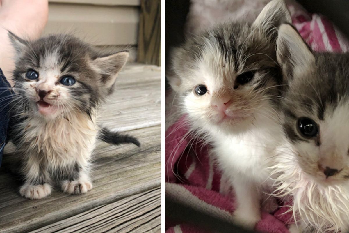Stray Kitten Ran Up to a Couple, Meowing for Help — He Brought His Sister with Him