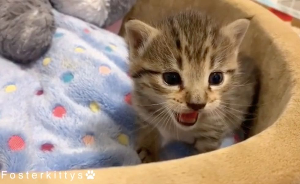 Shy Kitten Who Was Found Hiding in Hay, Really Comes Around When He ...