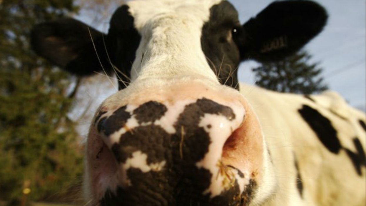 A woman cooled her car with cow manure and she may be onto something, y’all