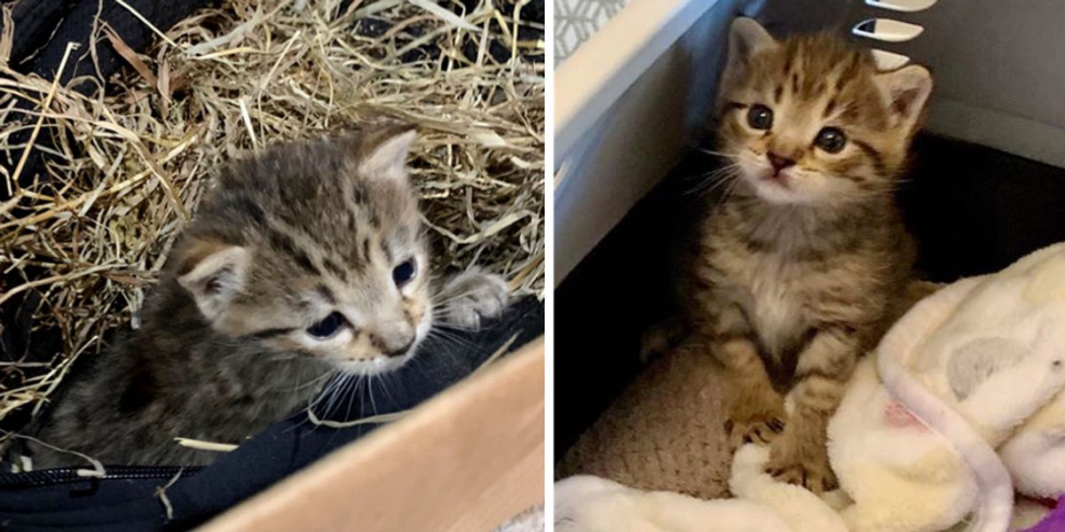 Shy Kitten Who Was Found Hiding in Hay, Really Comes Around When He