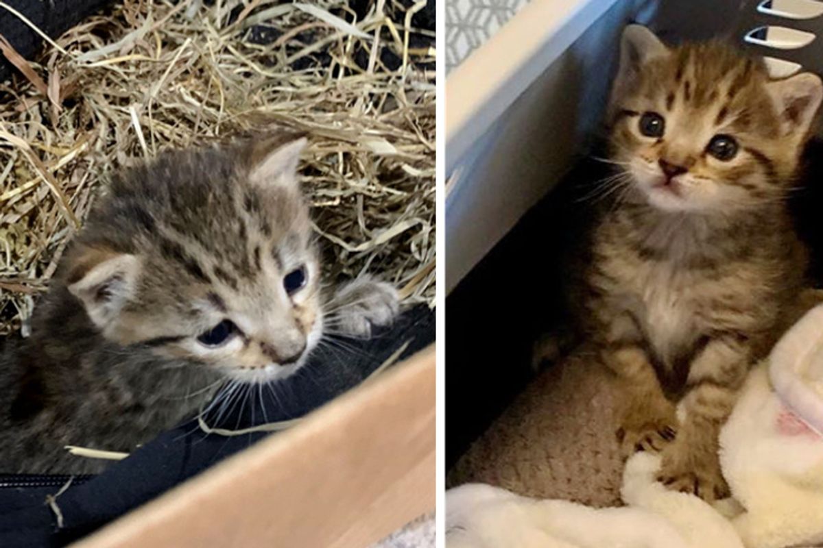 Shy Kitten Who Was Found Hiding in Hay, Really Comes Around When He Finds Someone to Love