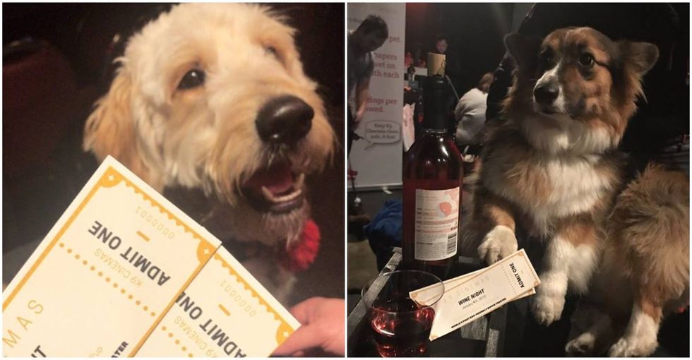 Heaven on Earth: This new theater in Texas is dog-friendly and serves all-you-can-drink wine.