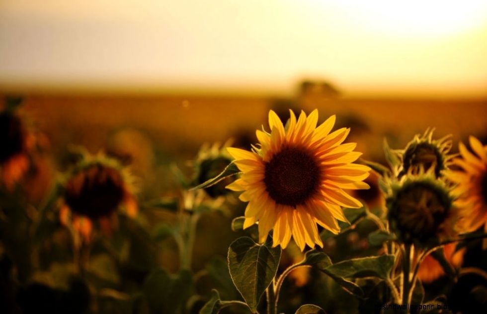 https://joessister.com/wp-content/uploads/2013/11/sunflower-photography-tumblr-wallpaper-1.jpg