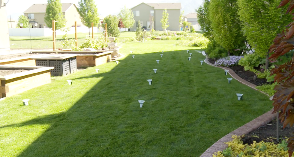A photo of a lawn with catch cups positioned for a test.