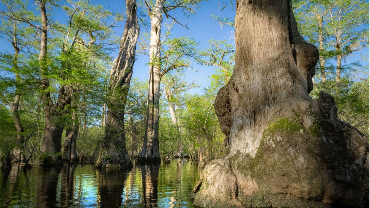 Researchers discovered one of earth's oldest trees in a North Carolina swamp