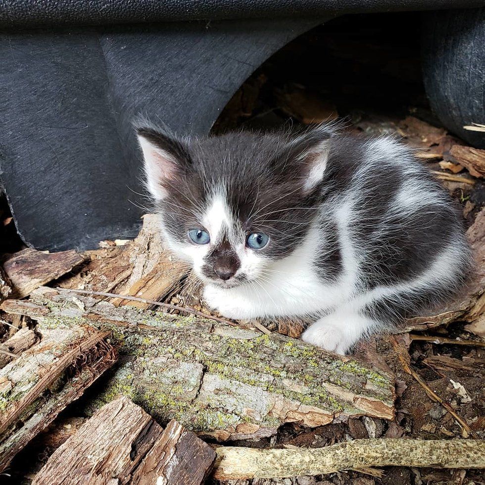 Кошка прячет котят