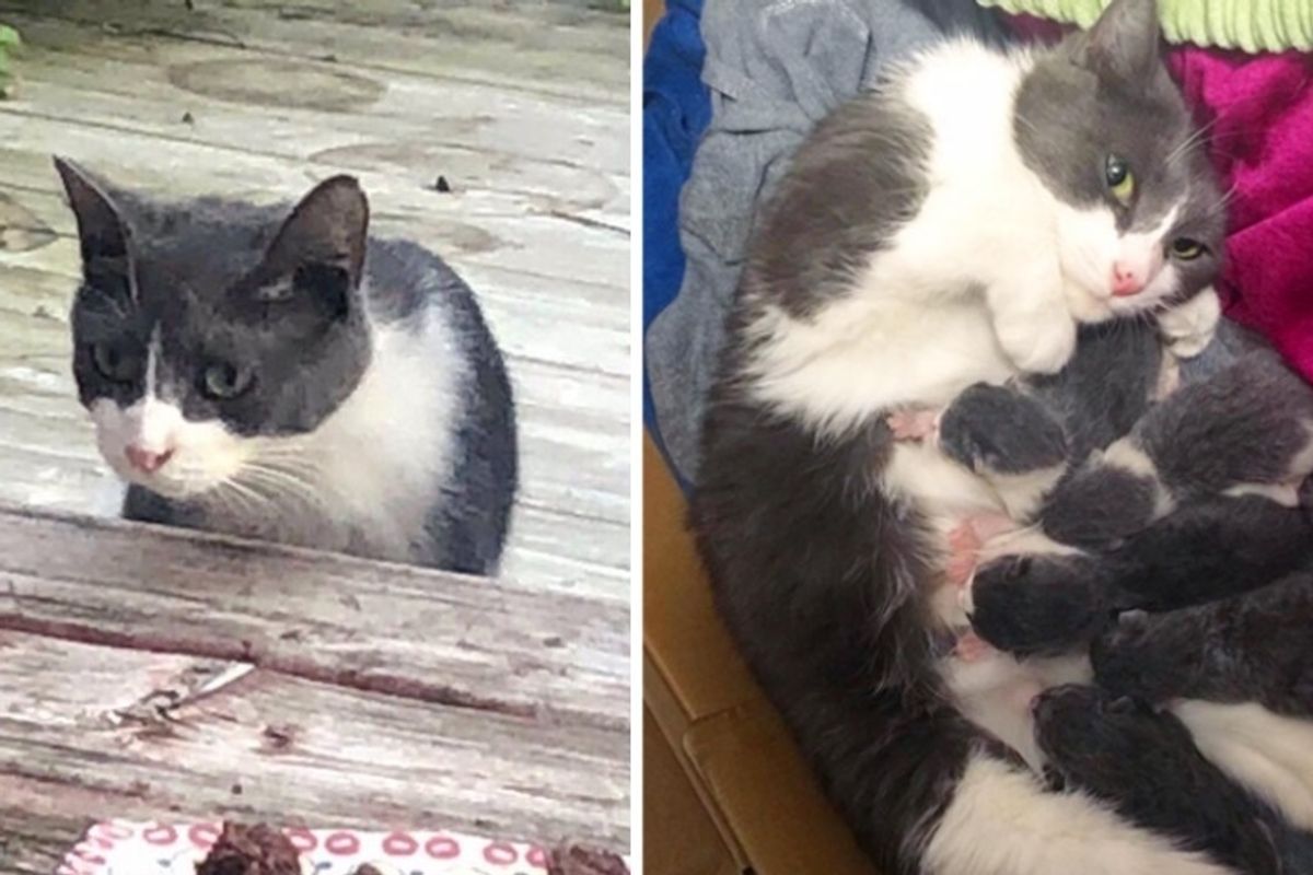 Cat Wanders onto Family's Porch - They Take Her off Streets and Save Her Kittens Too