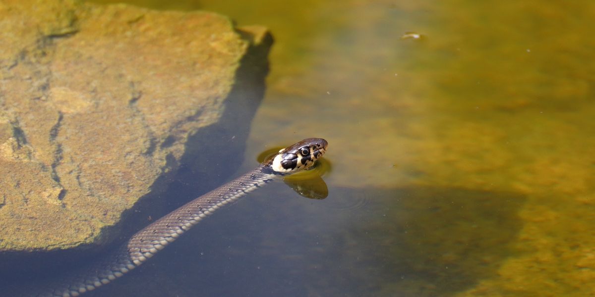Watch snakes gather for feeding time at waterfall in Texas state park