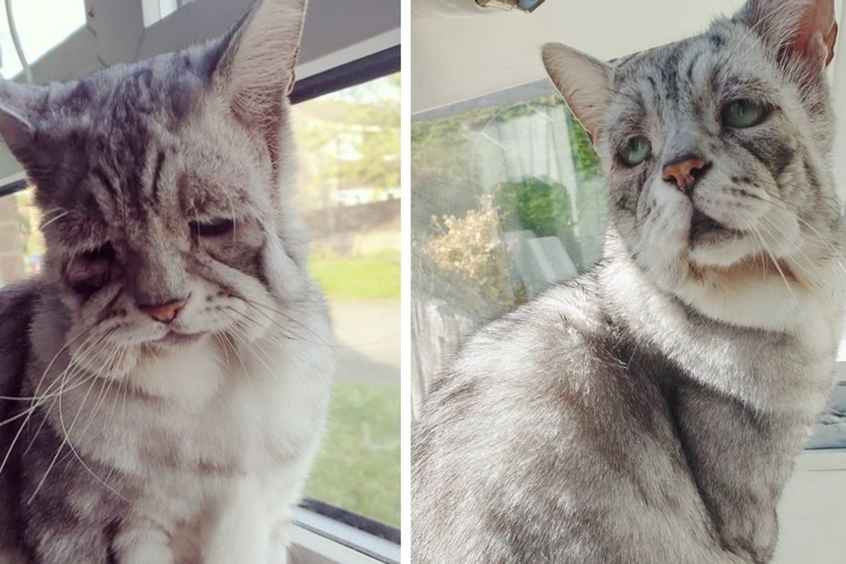 Cat With Rare Condition is so Happy When Someone Adopts Him and His Best Friend