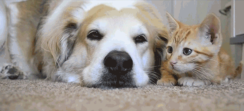 Literally Just 14 Pictures Of Dogs And Cats To Get You Through Finals
