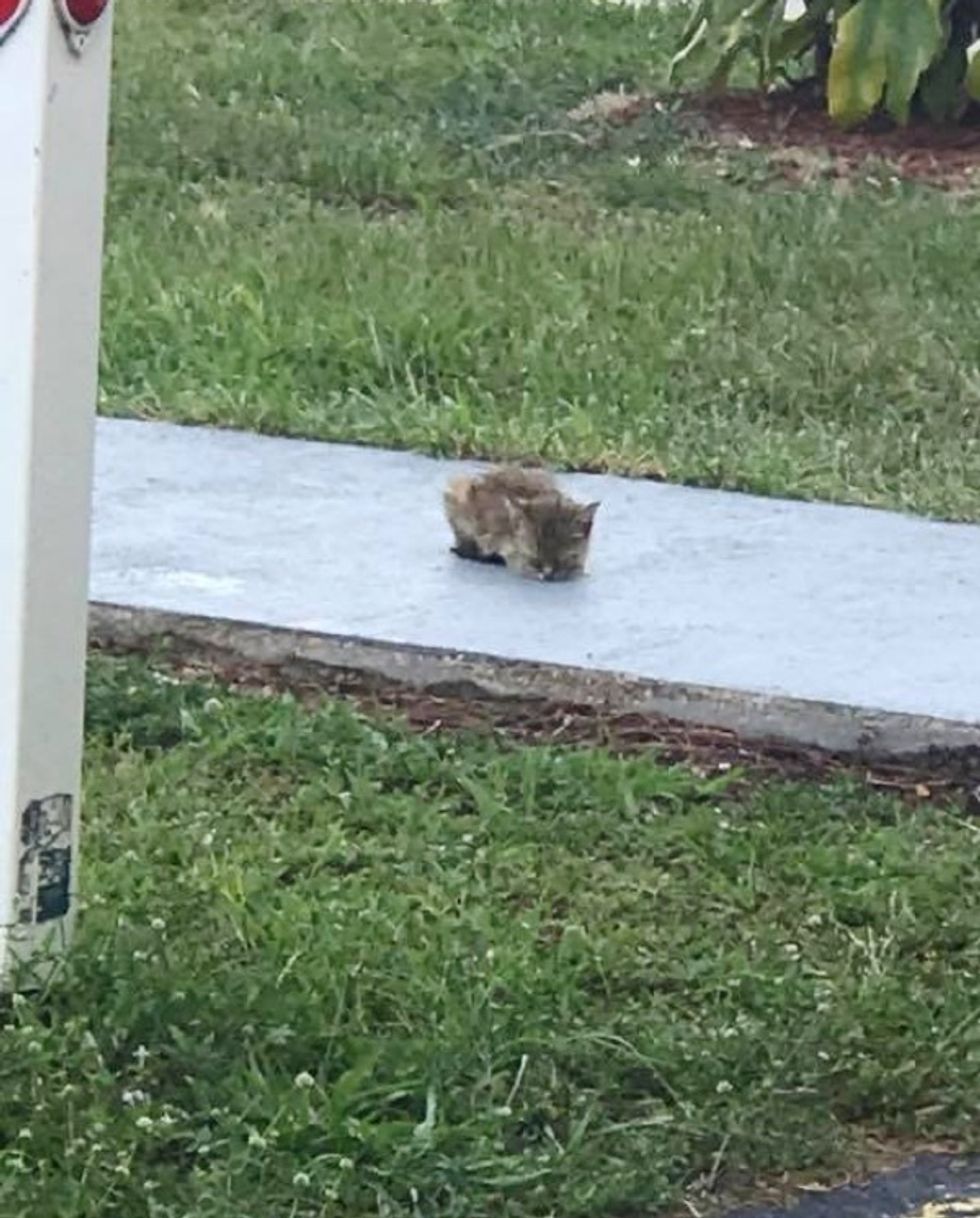 Woman Rescues Kitten Sitting on Sidewalk When Others Just Pass Her By ...