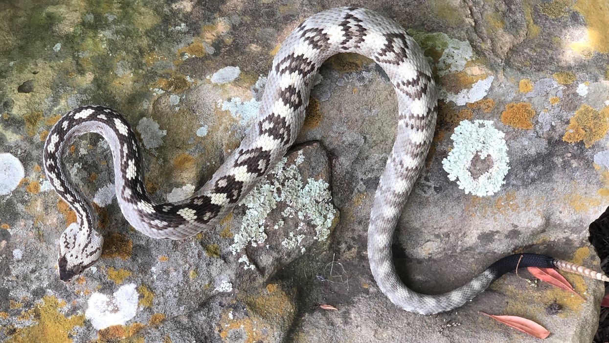 Rare black-tailed rattlesnake spotted in central Texas