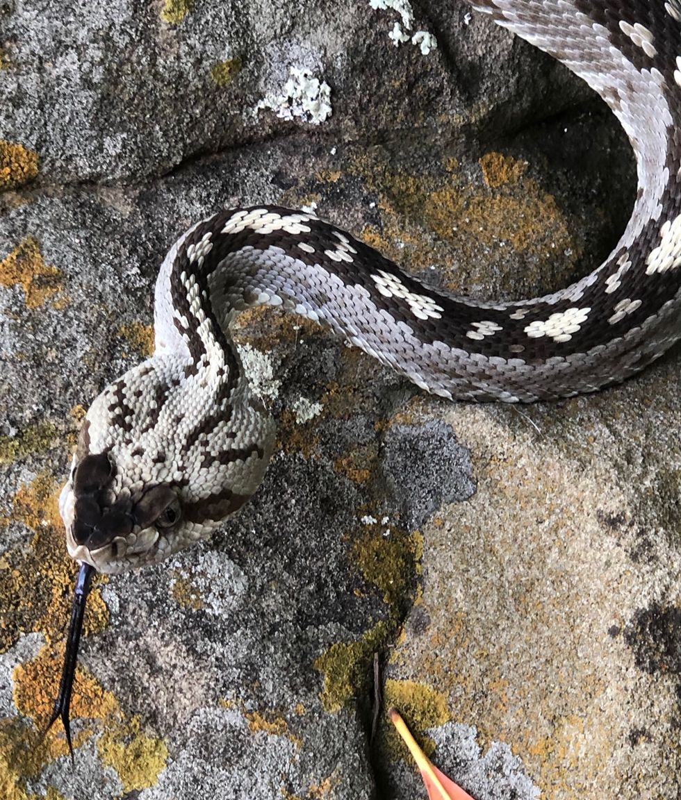 Rare black-tailed rattlesnake spotted in central Texas - It's a ...