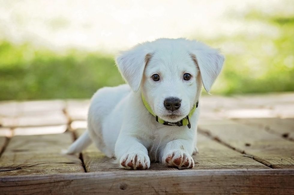 5 most important tips for new puppy owners