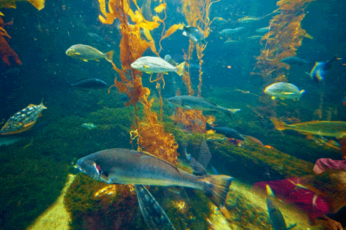 fish