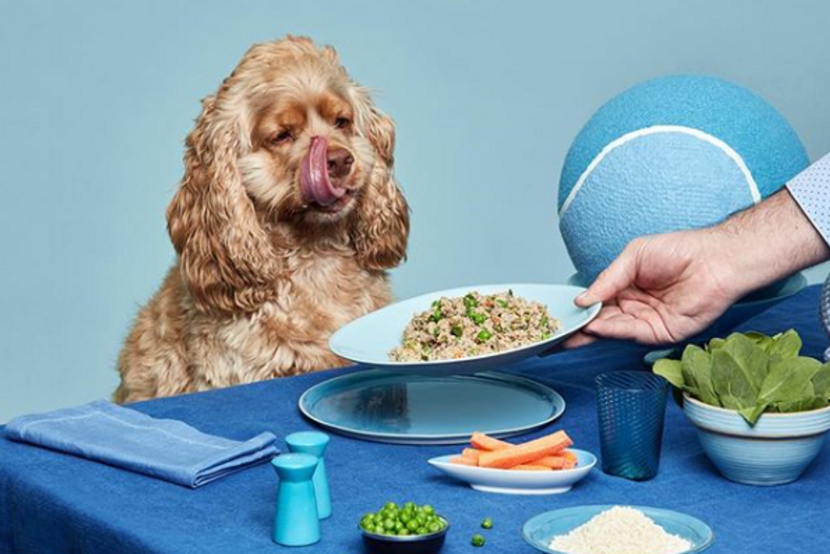 5 Reasons Ollie Is The Best Way To Help Any Dog Live Their Healthiest Life