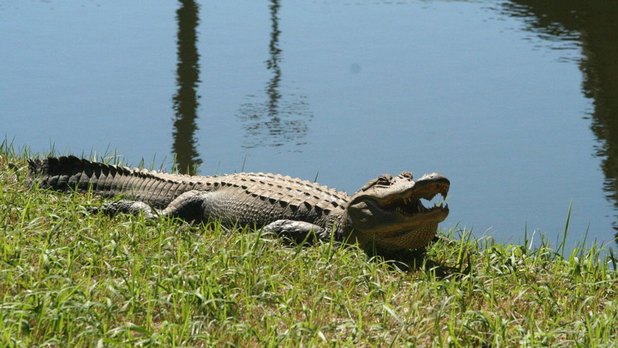 Gator crashes Florida couple's picnic, gobbles down their guacamole