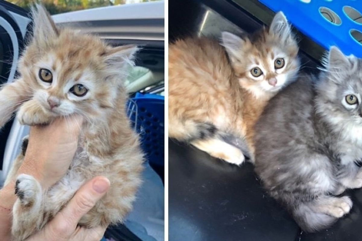 Young Man Rescued 3 Kittens and Went Back for 5 More that Were Hidden Away