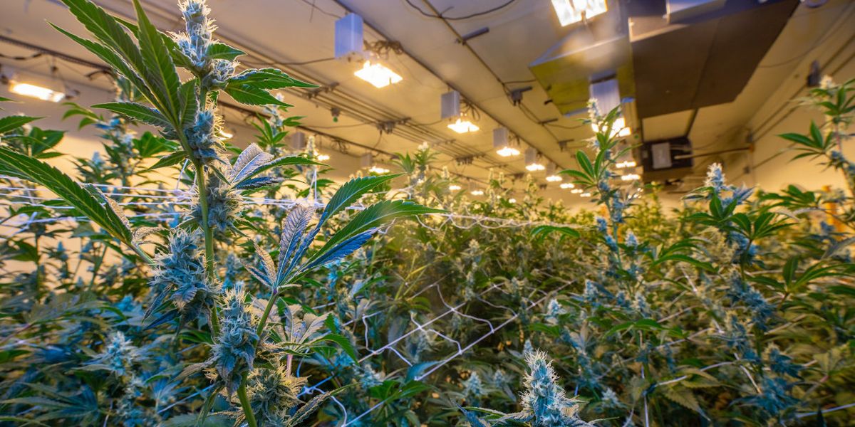 As legal cannabis spreads, growers go organic — and beyond