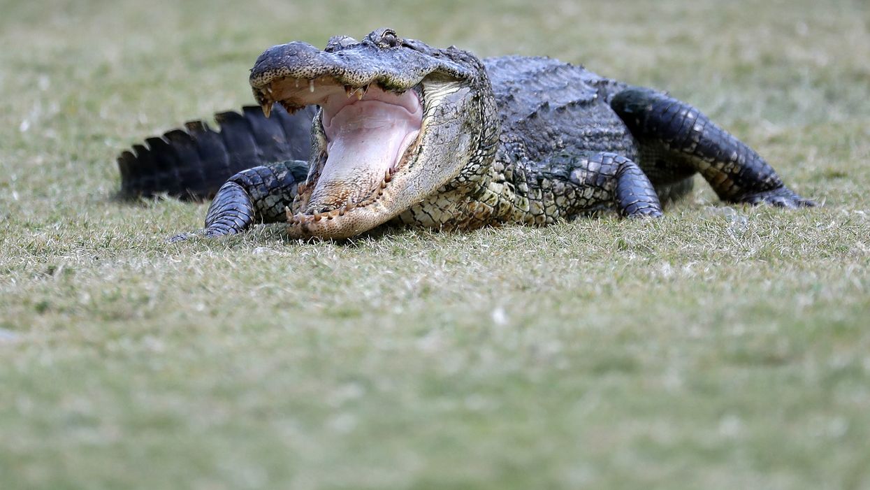 Watch gator found in Florida garage try to fight off removal officers