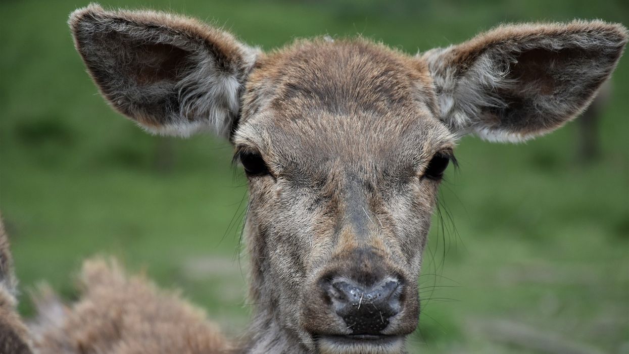 Police surround Texas house to catch burglar, find deer instead