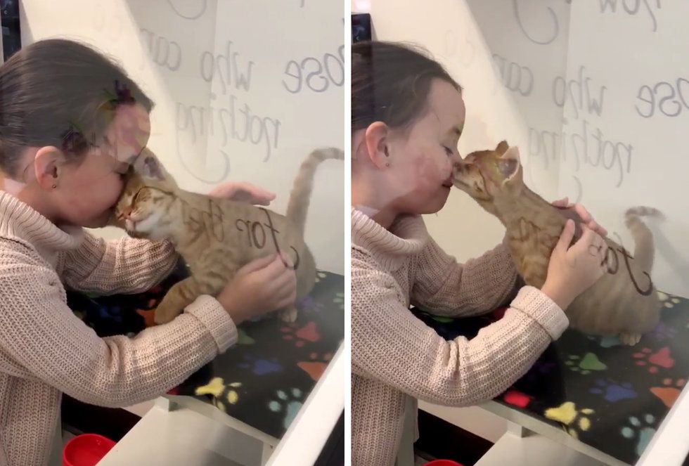 Una bambina è stata scelta da una gattina in un gattile