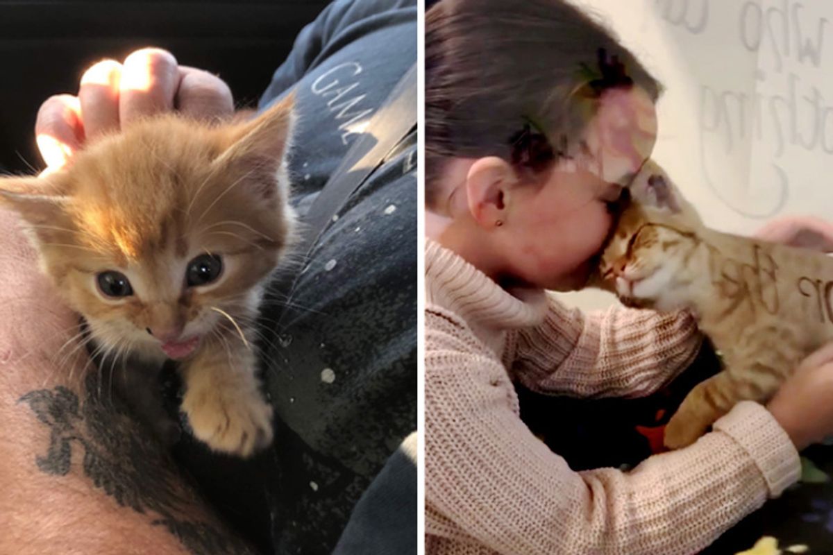 Little Girl Went to Shelter to Help Out But Ended Up Being Chosen by Kitten