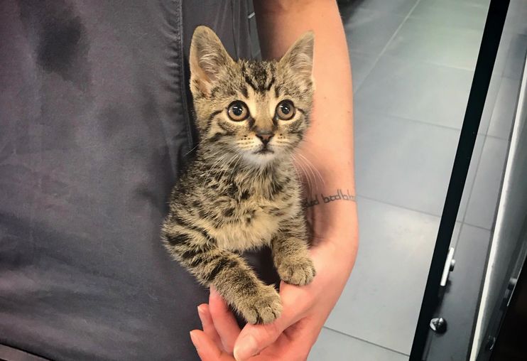 Adorable Purrito Weighing Session for Tiny Kitten