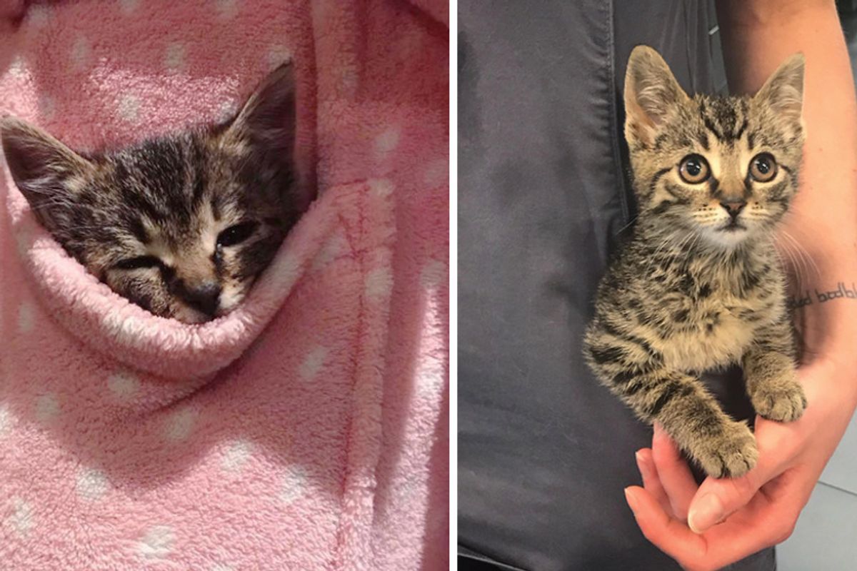 Stray Kitten Was Shy and Alone - They Found a Way to Help Her Be Happy Again