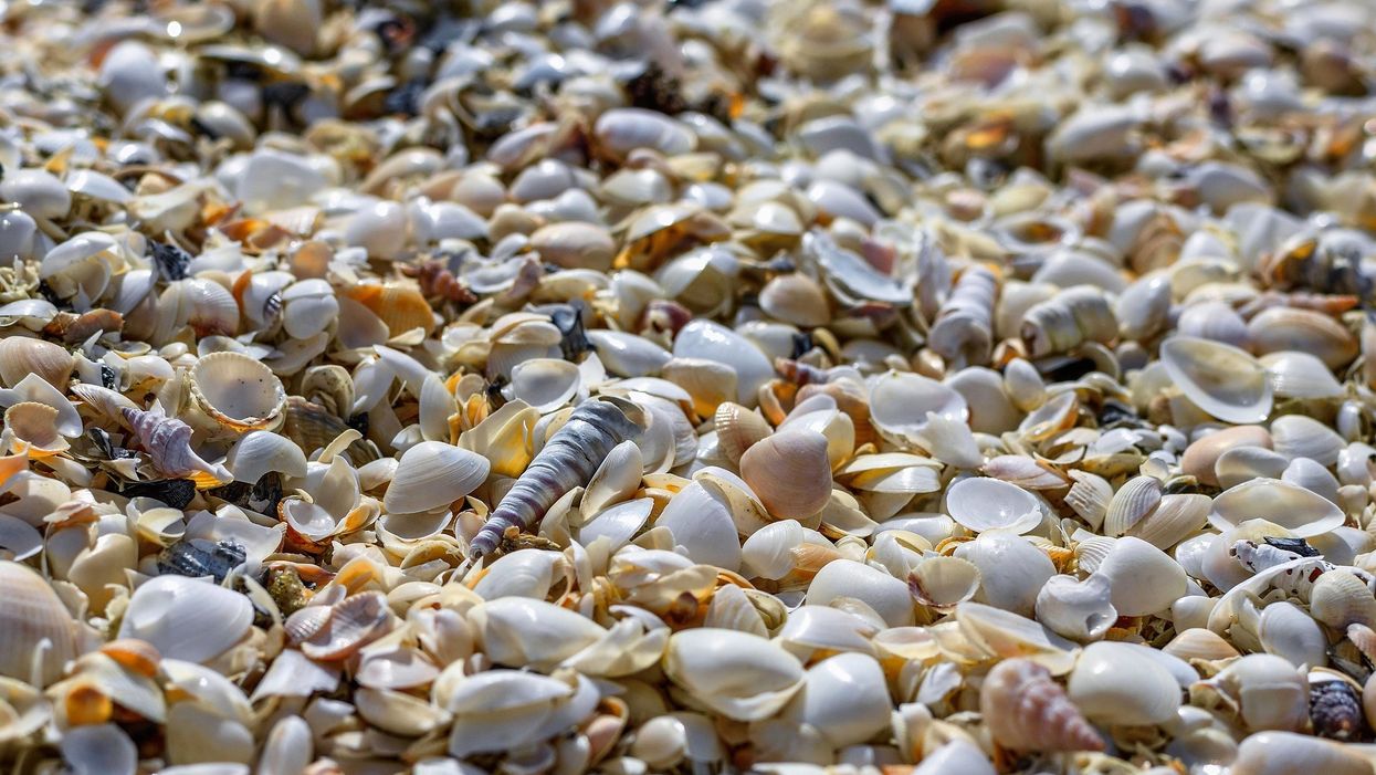3-million-year-old oyster shells found on South Carolina beach