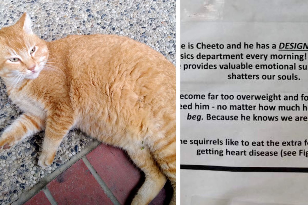 Students Post Notes about Their Beloved Cat After He's Been Getting A Few too Many Meals