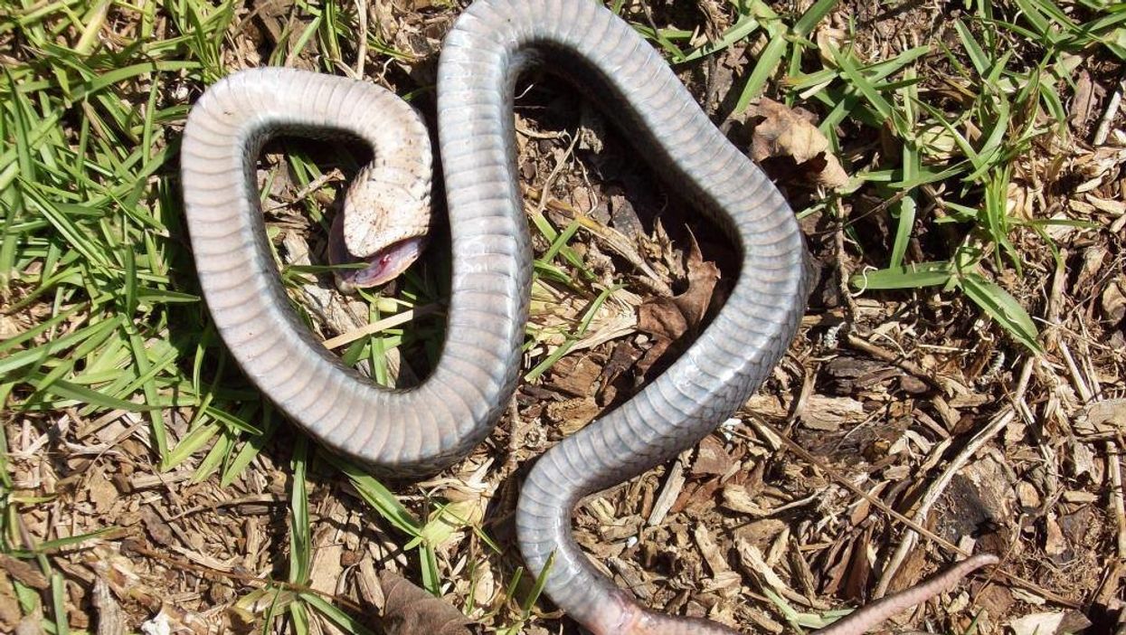 There are snakes that play dead in North Carolina, and we are not okay