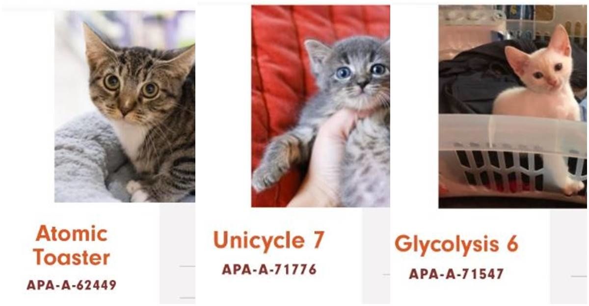 Whoever is naming the cats at this Austin shelter probably needs to be drug tested.