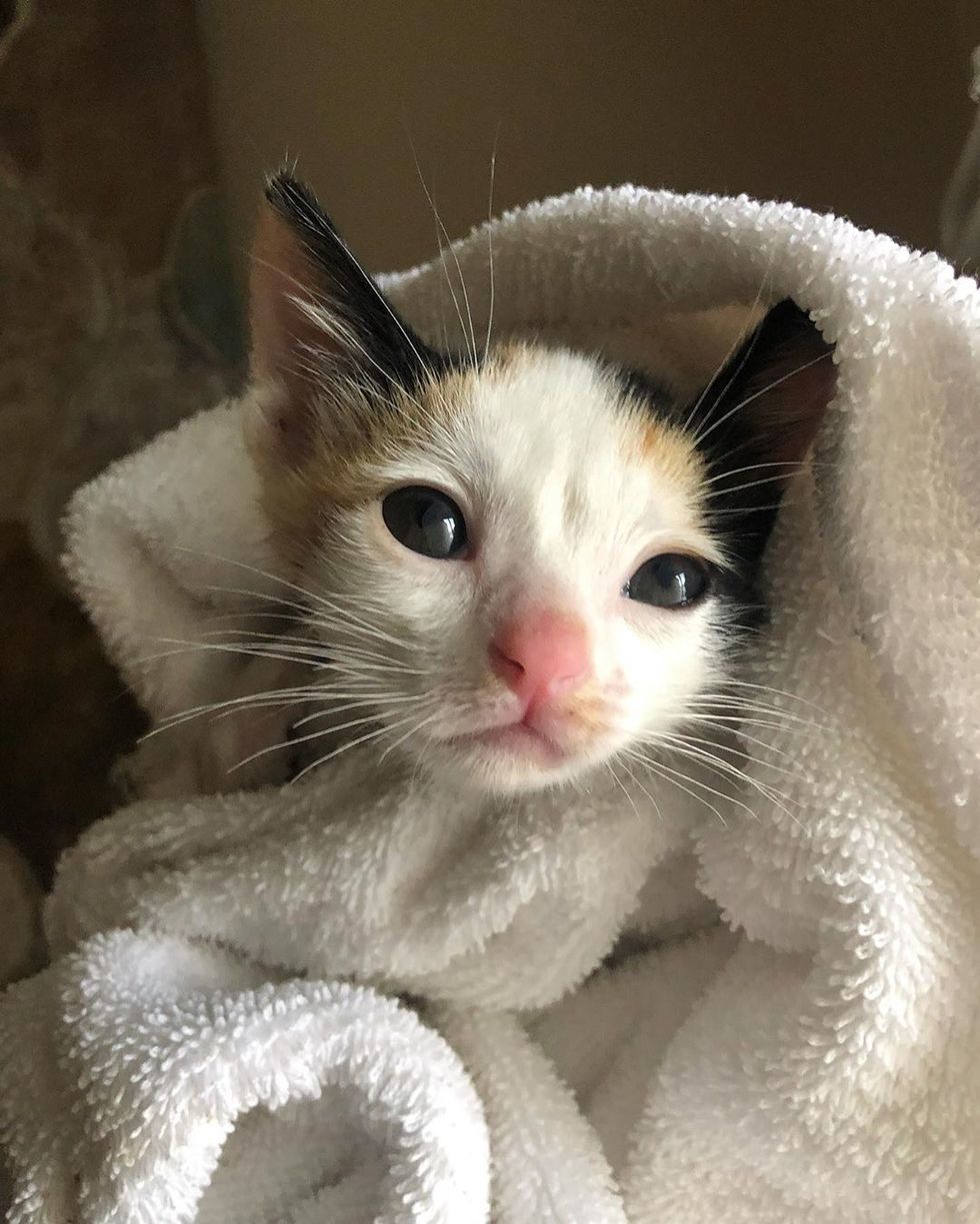 Woman Rescues Wobbly Kitten All Alone At Shelter And Finds Her New Siblings To Cuddle Love Meow 8135