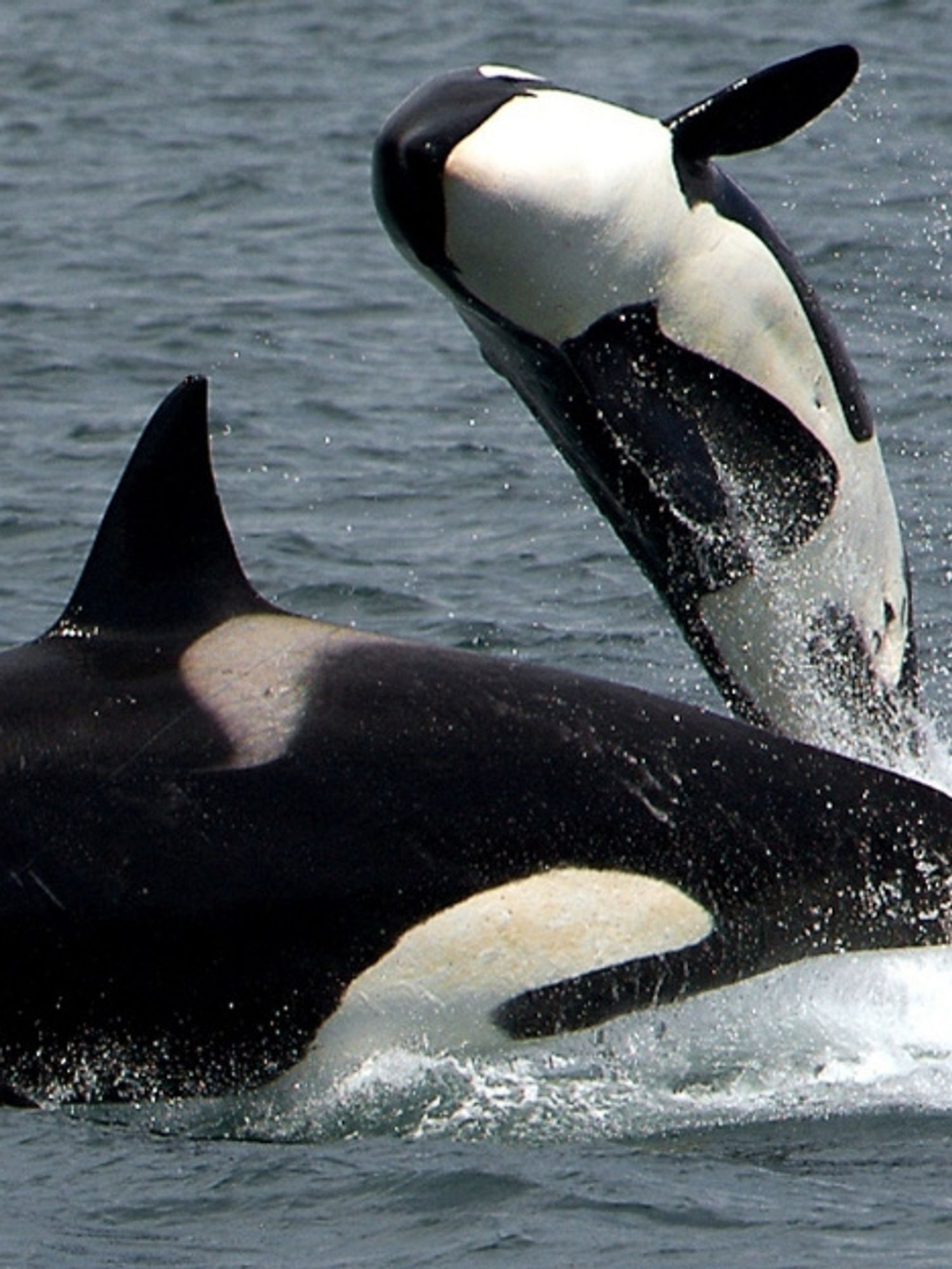 Cute Alert: Dolphin and Cat Are Best Friends Forever [VIDEO]