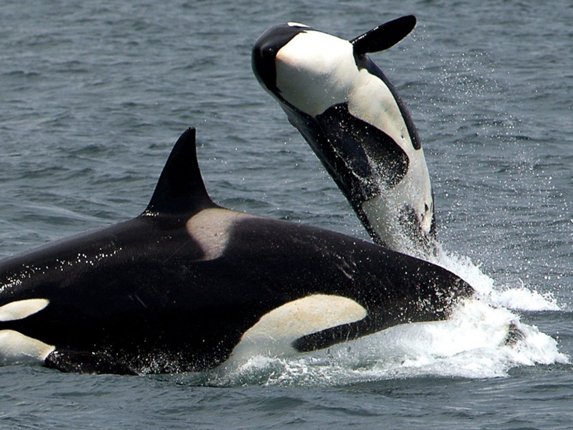Canada just passed the “Free Willy” bill, making it illegal to keep  dolphins and whales in captivity. - Upworthy