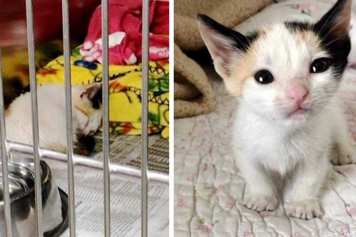 Woman Rescues Wobbly Kitten All Alone at Shelter, and Finds Her New Siblings to Cuddle