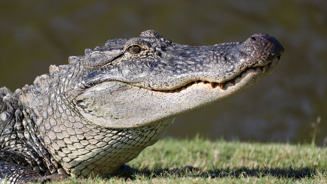 Florida couple uses pet alligator in baby gender reveal