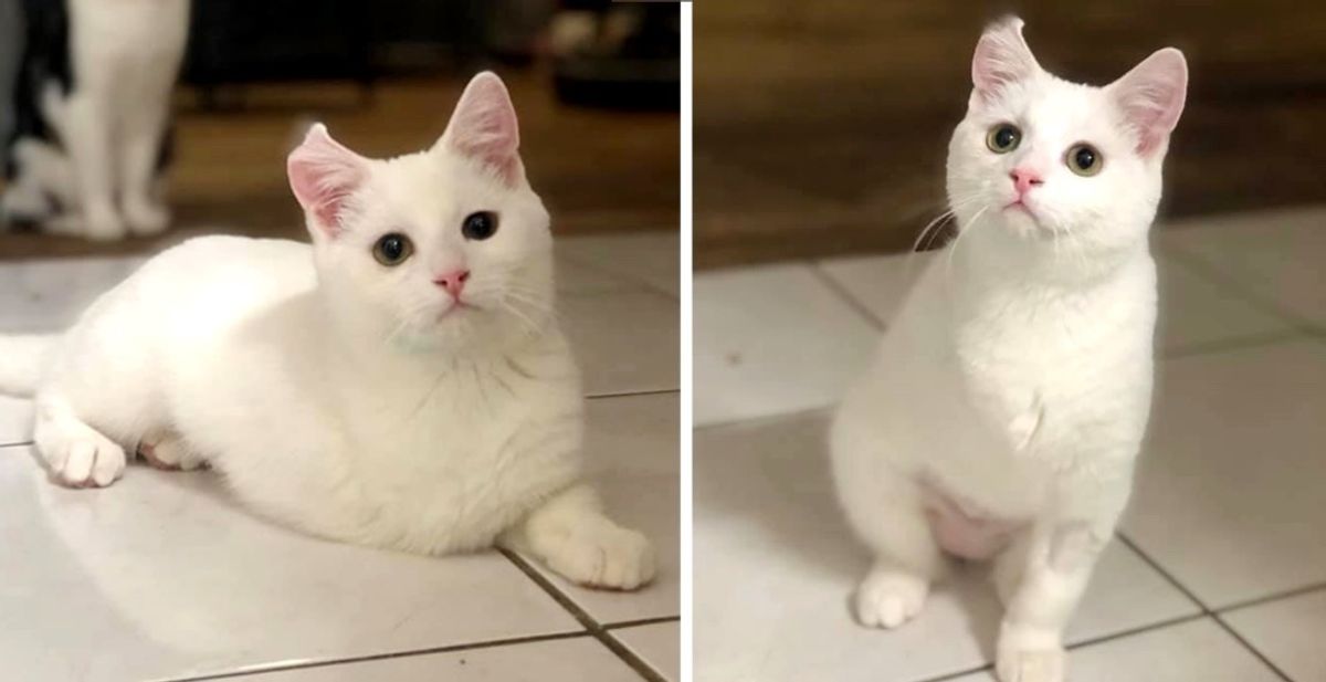 Kitten Who Was Found on Side of the Road, is So Happy Despite Having 3 Legs