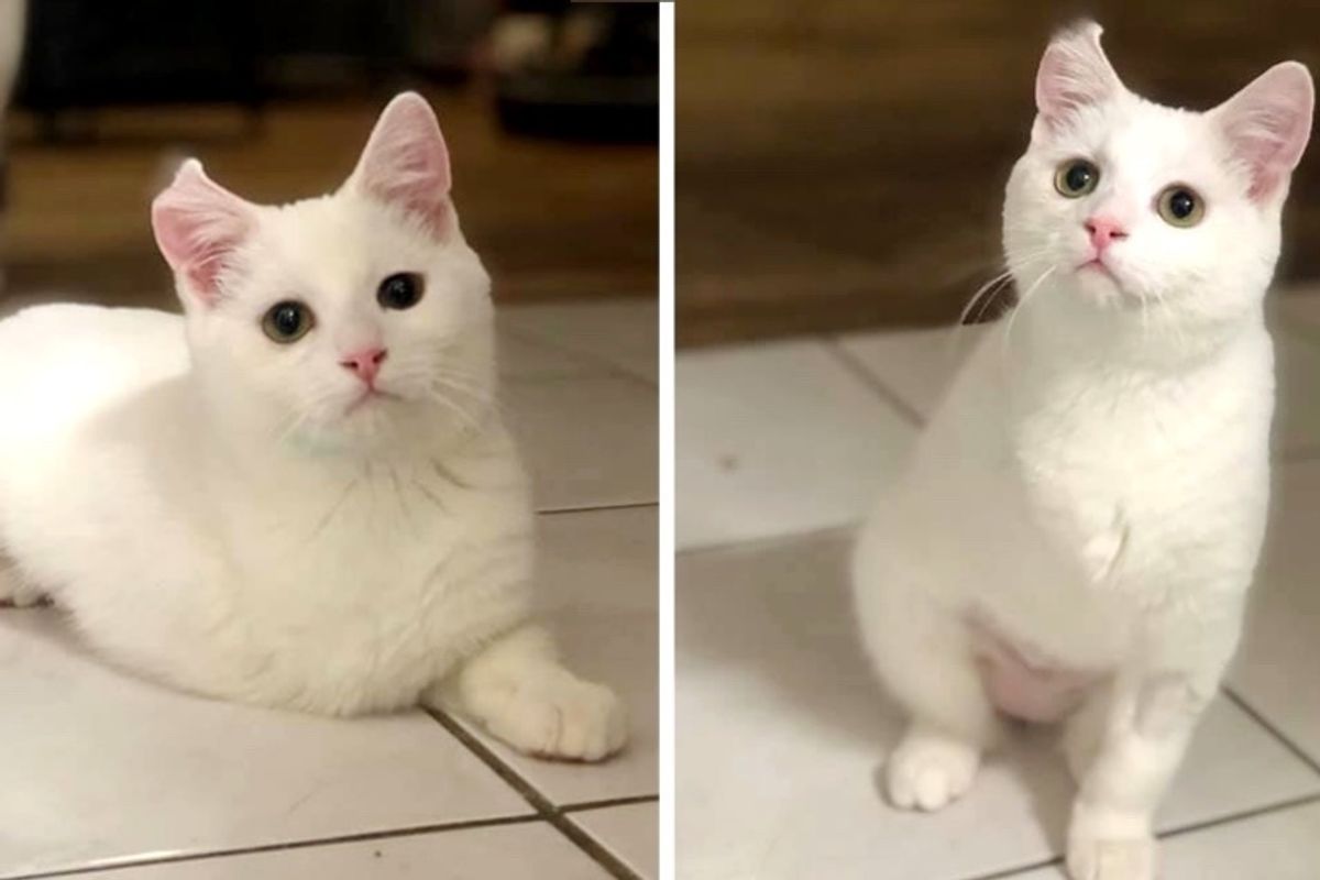 Kitten Who Was Found on Side of the Road, is So Happy Despite Having 3 Legs