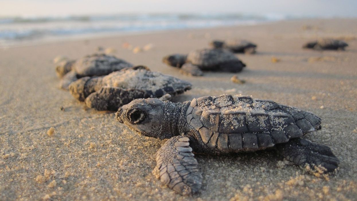 Sea turtles are nesting along the Georgia coast at a record pace