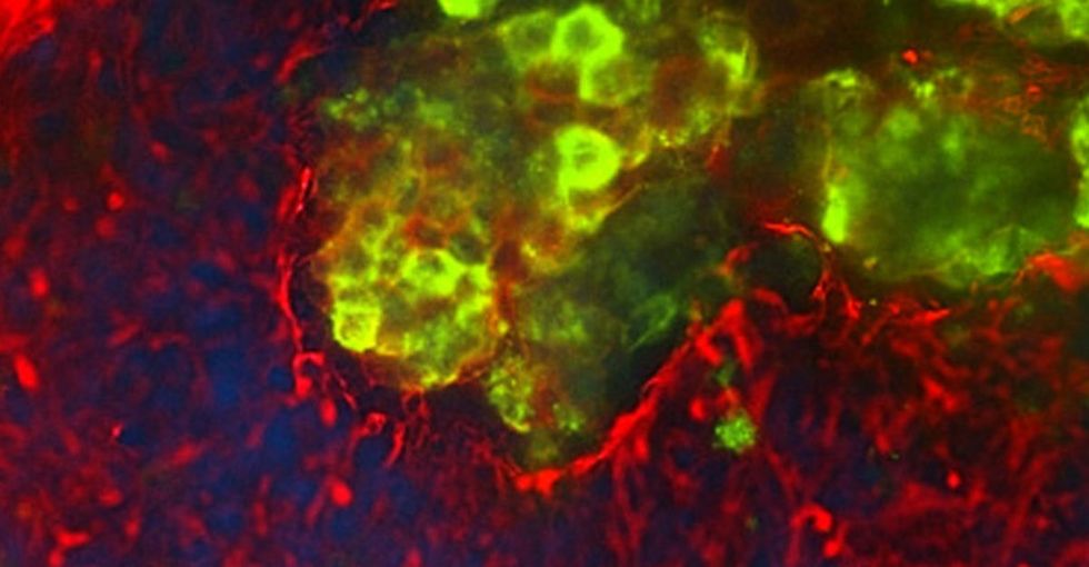 Scientists Are Dying To Unlock The Secrets Of This Special Cell Because ...