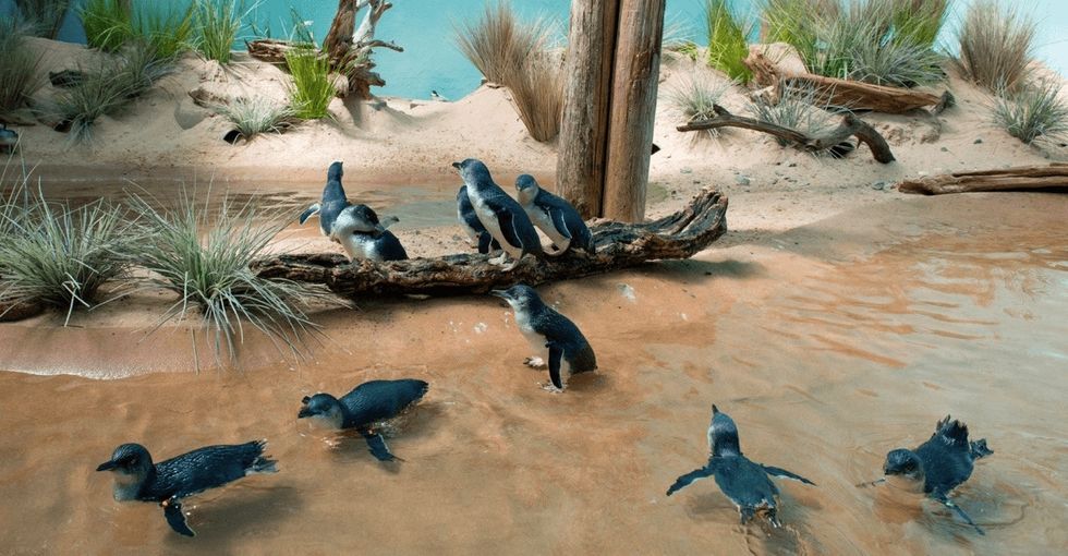 Watch the world's smallest penguins take a swim in their new U.S. habitat.