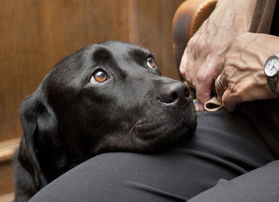 How these 87 specially trained dogs are helping dig up the truth in courtrooms across the country