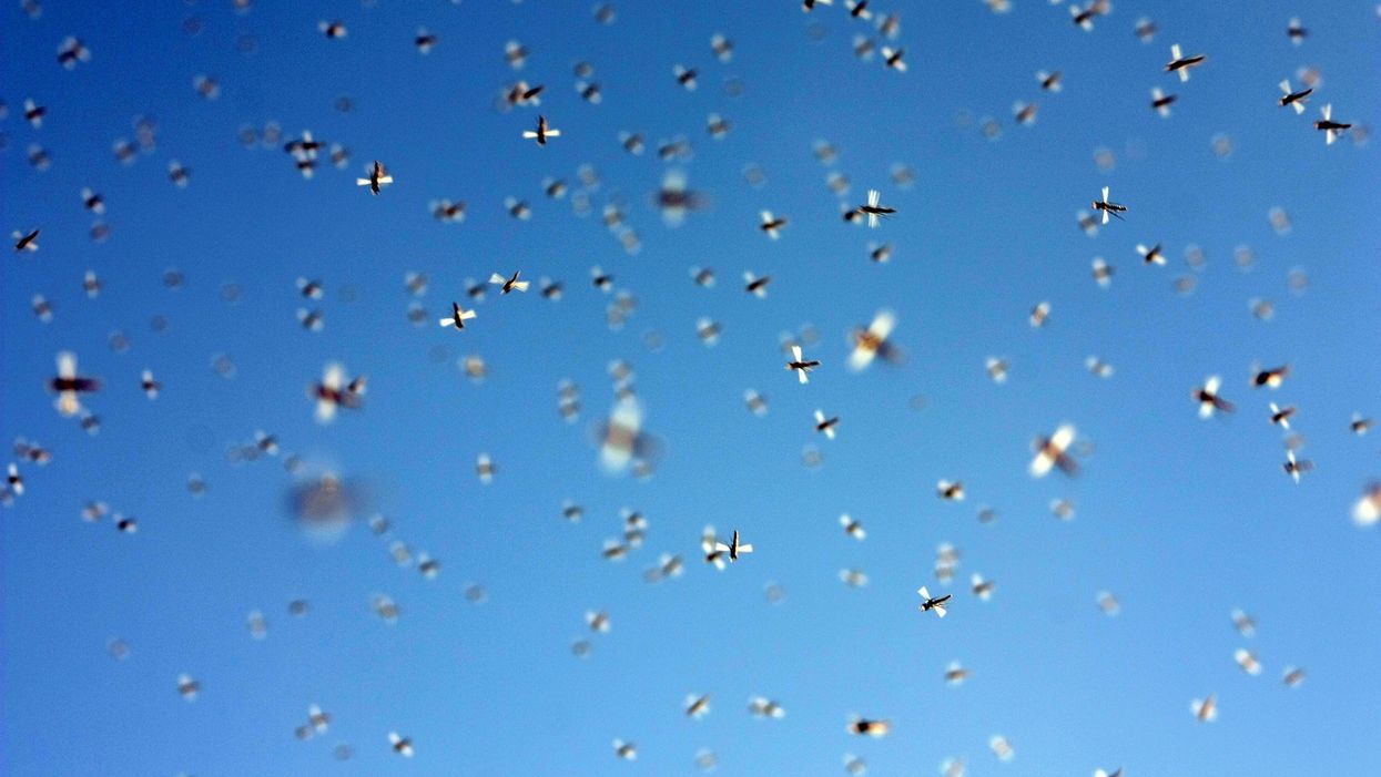 Watch love bugs take over Florida couple's fishing trip, ruin everything