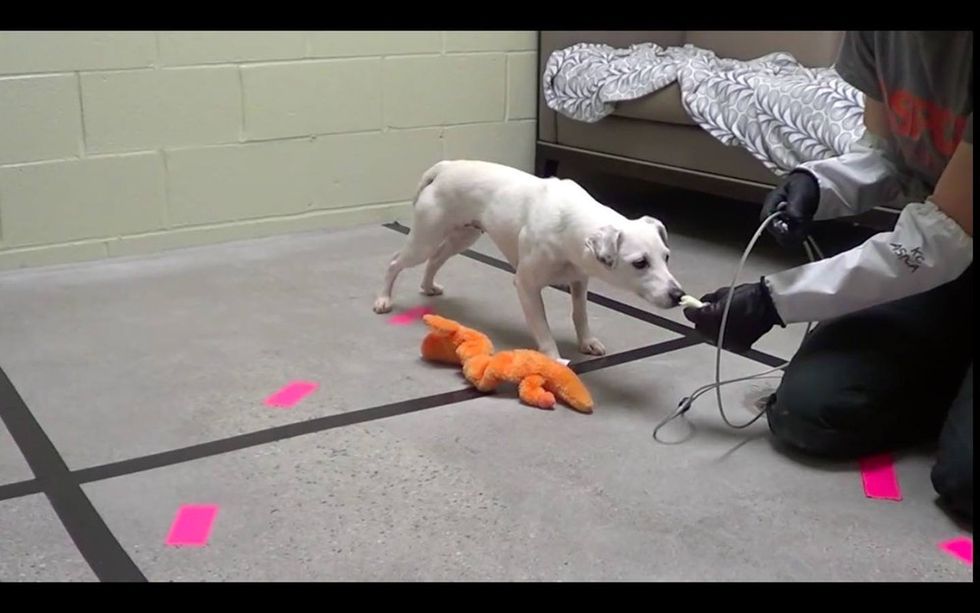 When this puppy mill dog was rescued, she couldn't stand humans. But just look at her now.