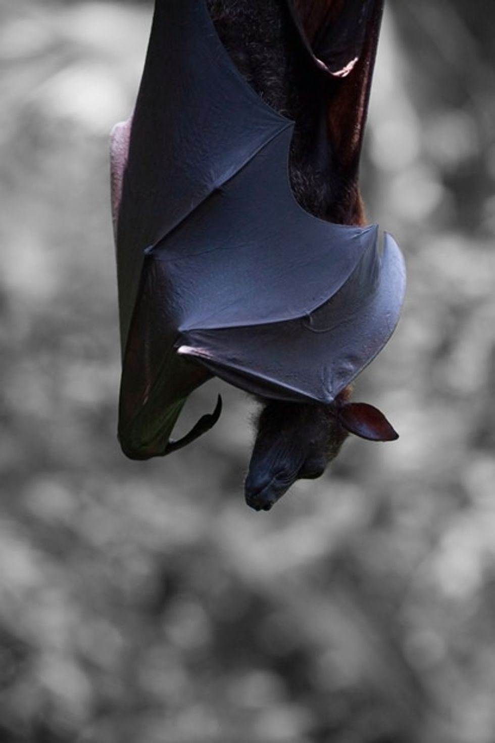 Inspired by bats, this teen's invention is changing how blind people experience the world.