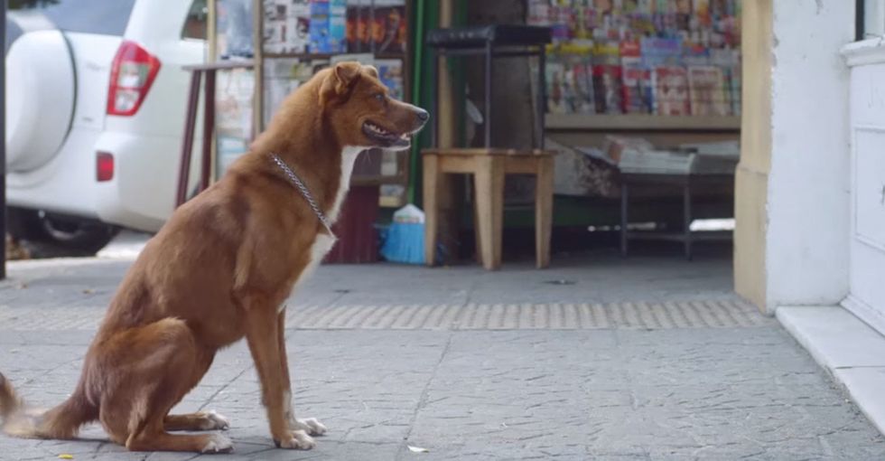 See the value of organ donors after a dog that was so sad about the owner dying meets a special lady.