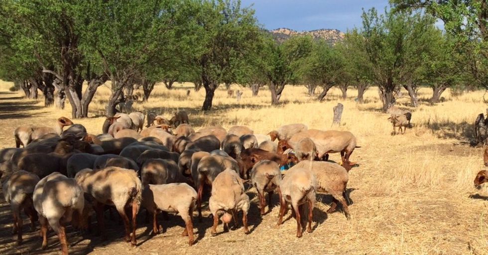 To save water, one almond butter producer is turning to traditional techniques.