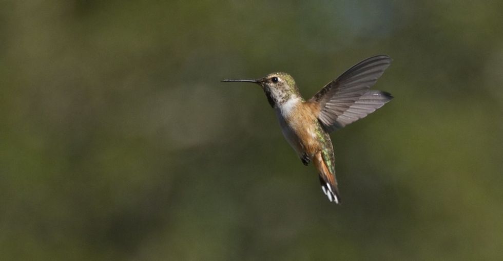 In this charming short story, a hummingbird explains why we have to at least try.